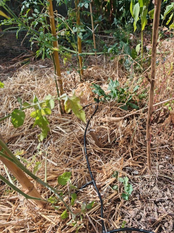 Petit tuyau d'irrigation