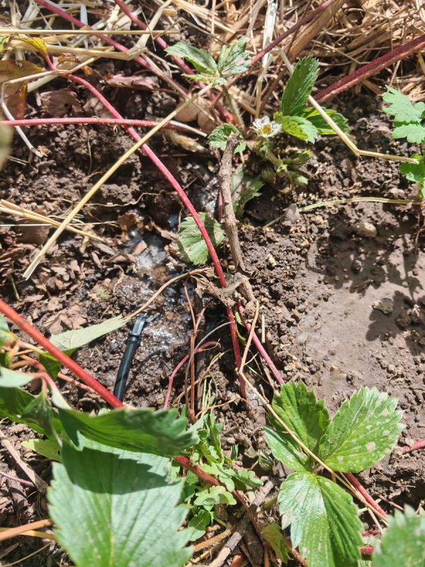 Et voila, l'eau au pied des fraisiers