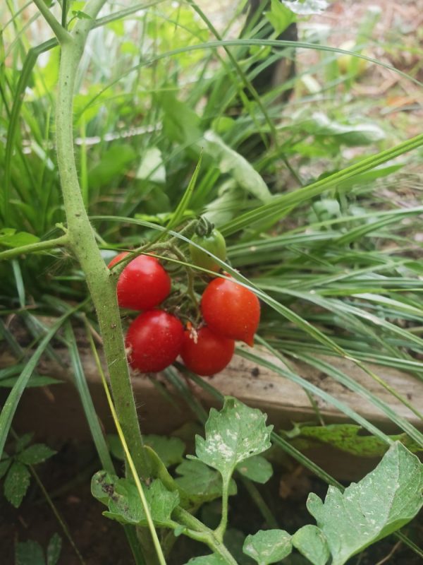1ères Tomates