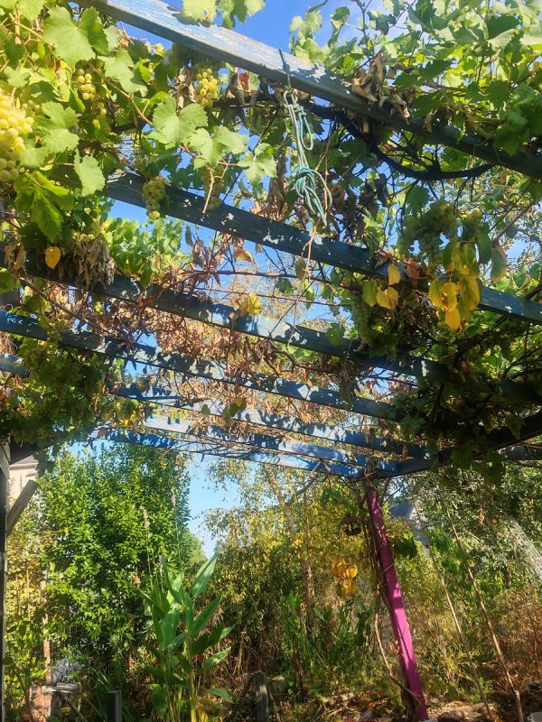 Le kiwai est déjà en automne