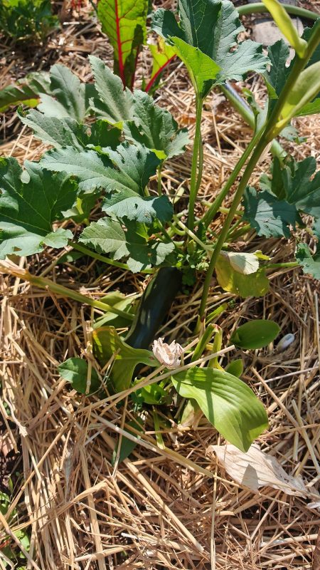 Encore une courgette
