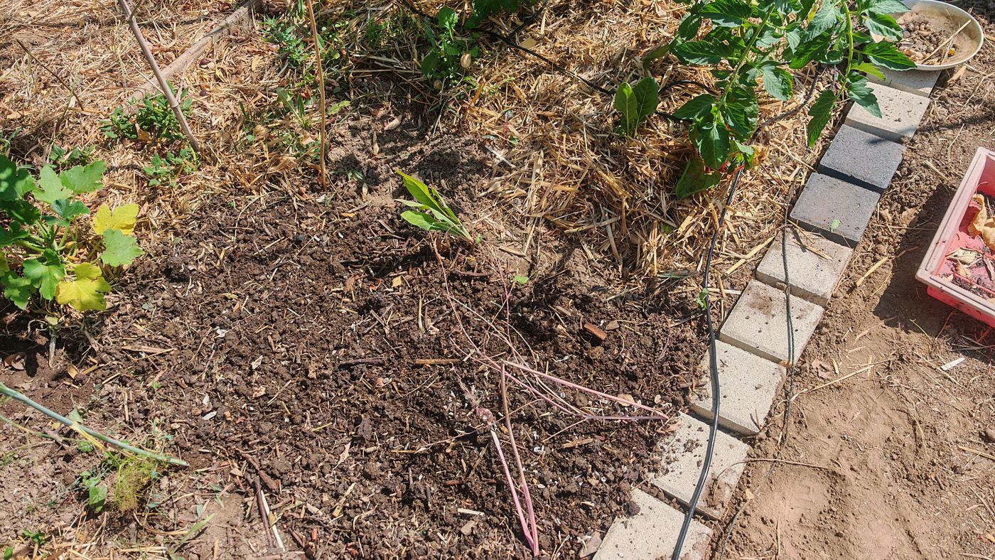 Plantation de radis avec l'irrigation