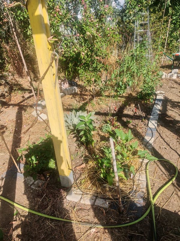 Potager zone 2