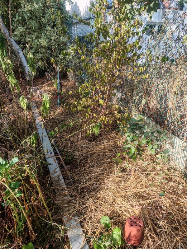 Paillage des haies avec les nouvelles bottes de paille