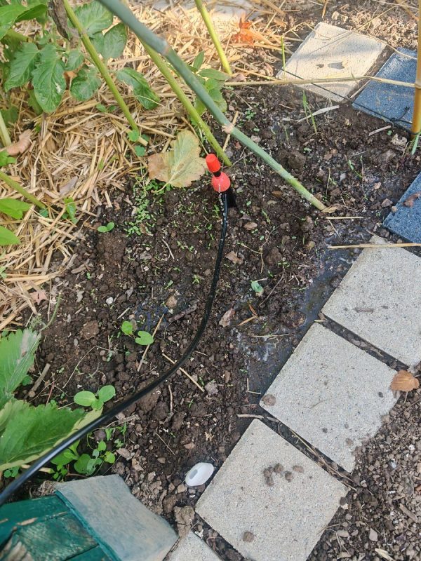 Jet d'eau pour ce qui ne crain pas le mildiou et capteur d'humidité du sol