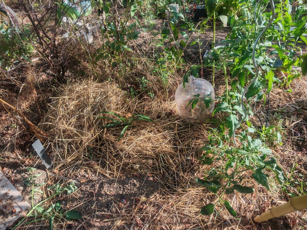 Paillage du potager