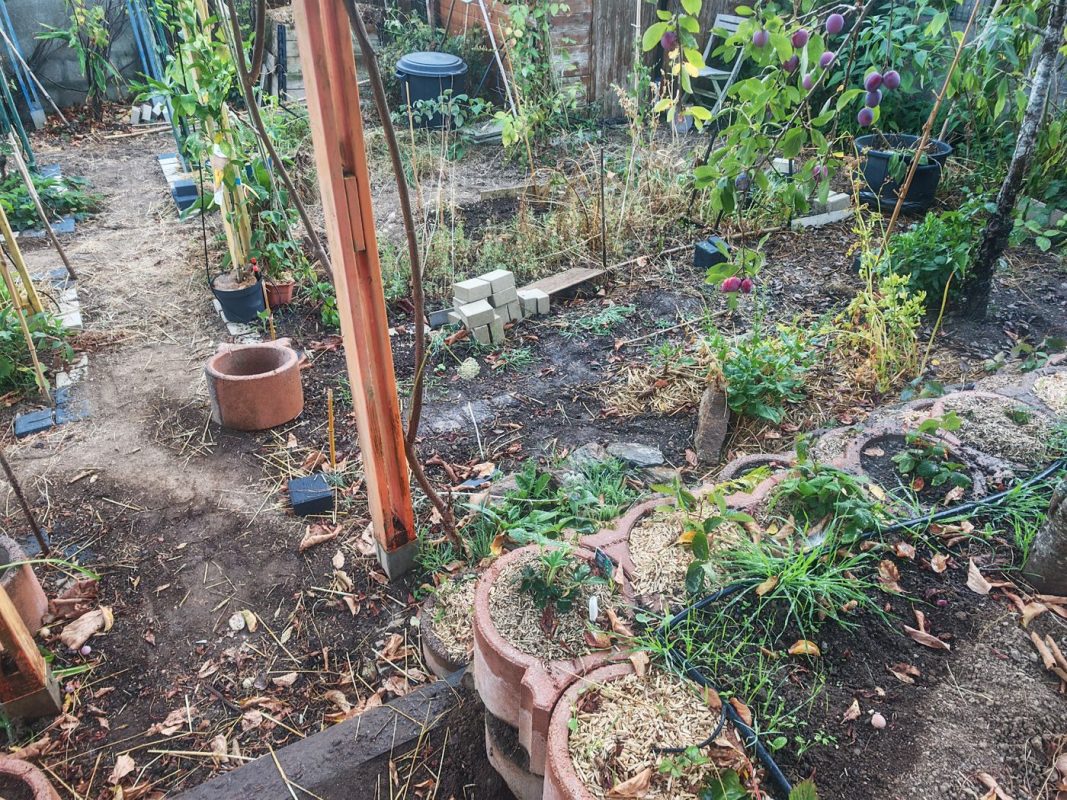 Jets sur les fraises et les pots