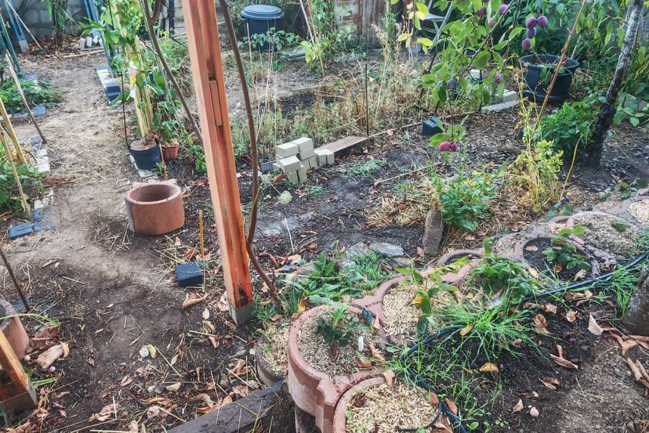 Jets sur les fraises et les pots