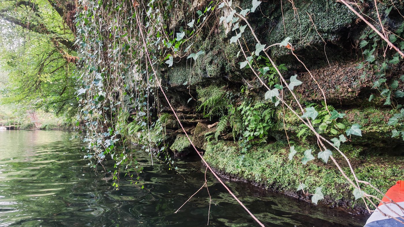 Mousse sur les roches sous les lianes de lierres
