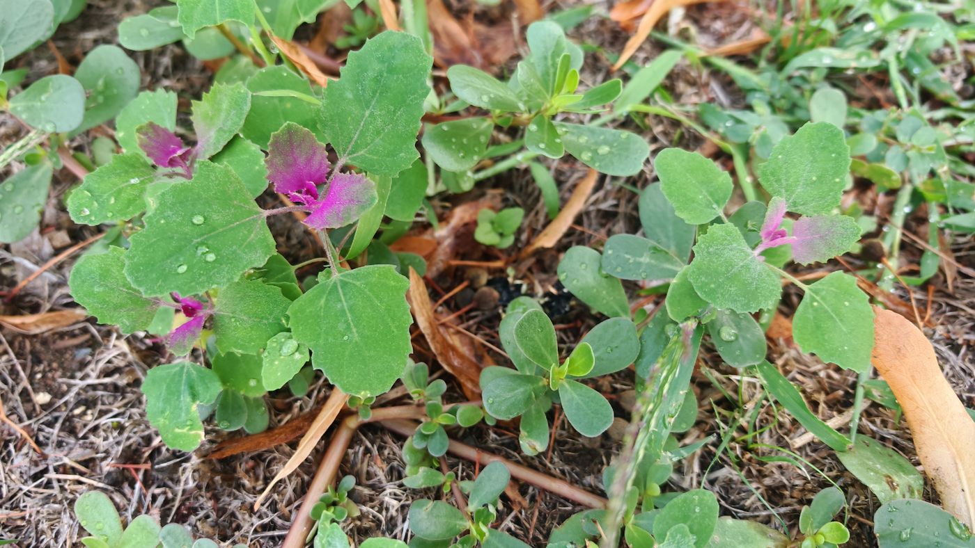 Pourpier et jolie plante bicolore