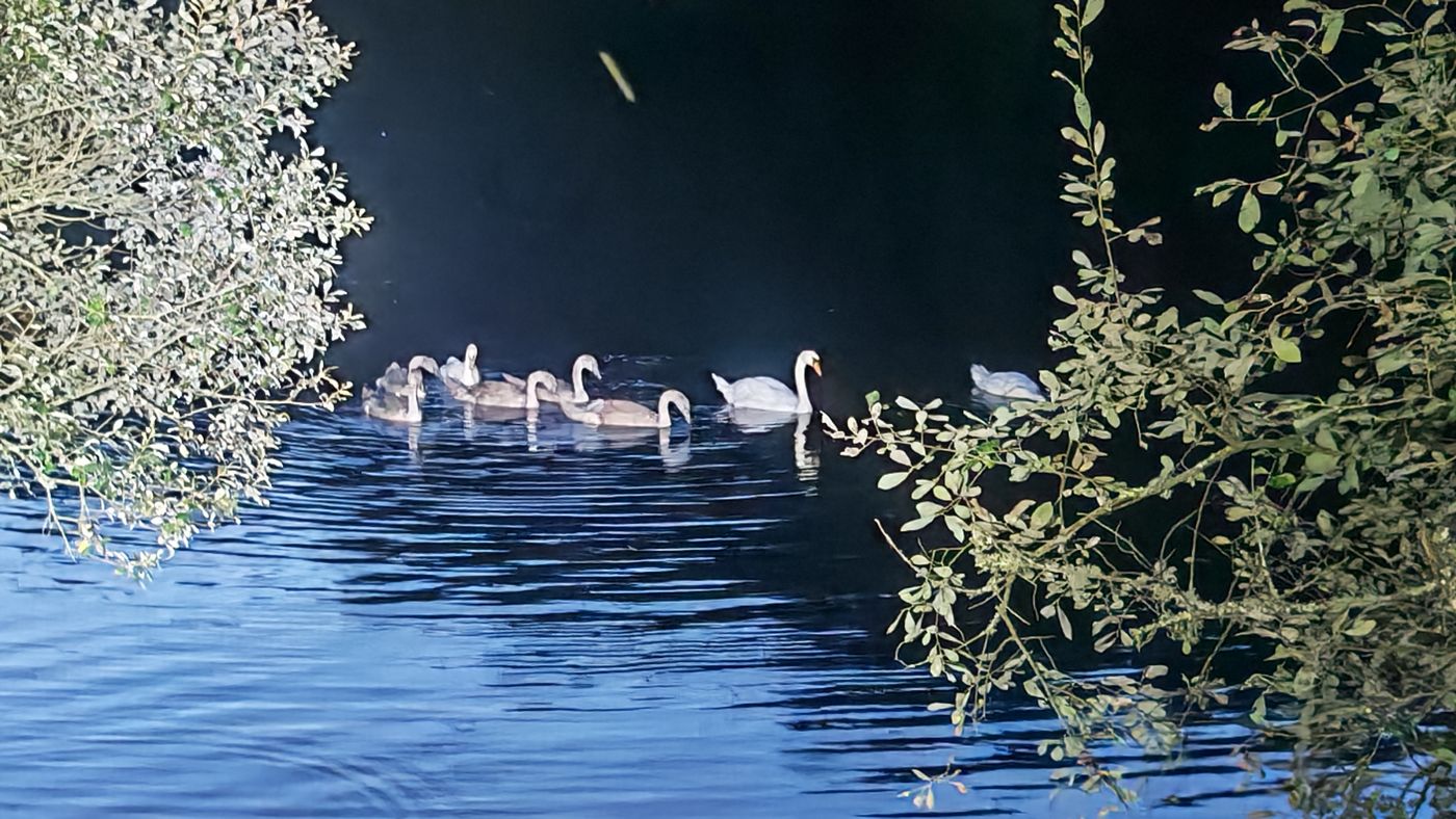 Les cygnes de la réserve d'eau et un traie qui est en fait une chauve souris