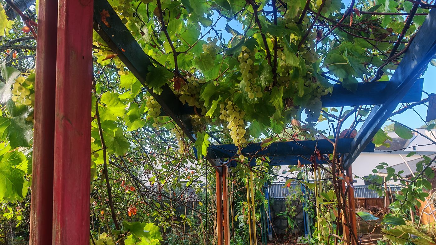 Foison de raisin jusqu'au milieu du jardin