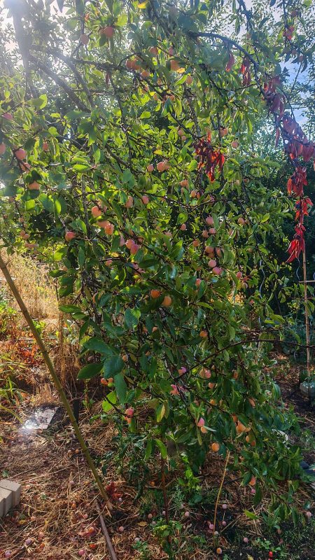 Il reste toujours plein de mirabelles