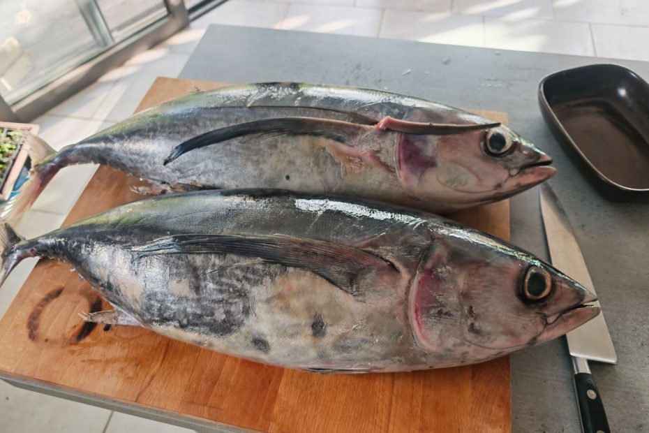 2 thons de 6,5 kg chacun à 4.99€/kg pour faire des conserves