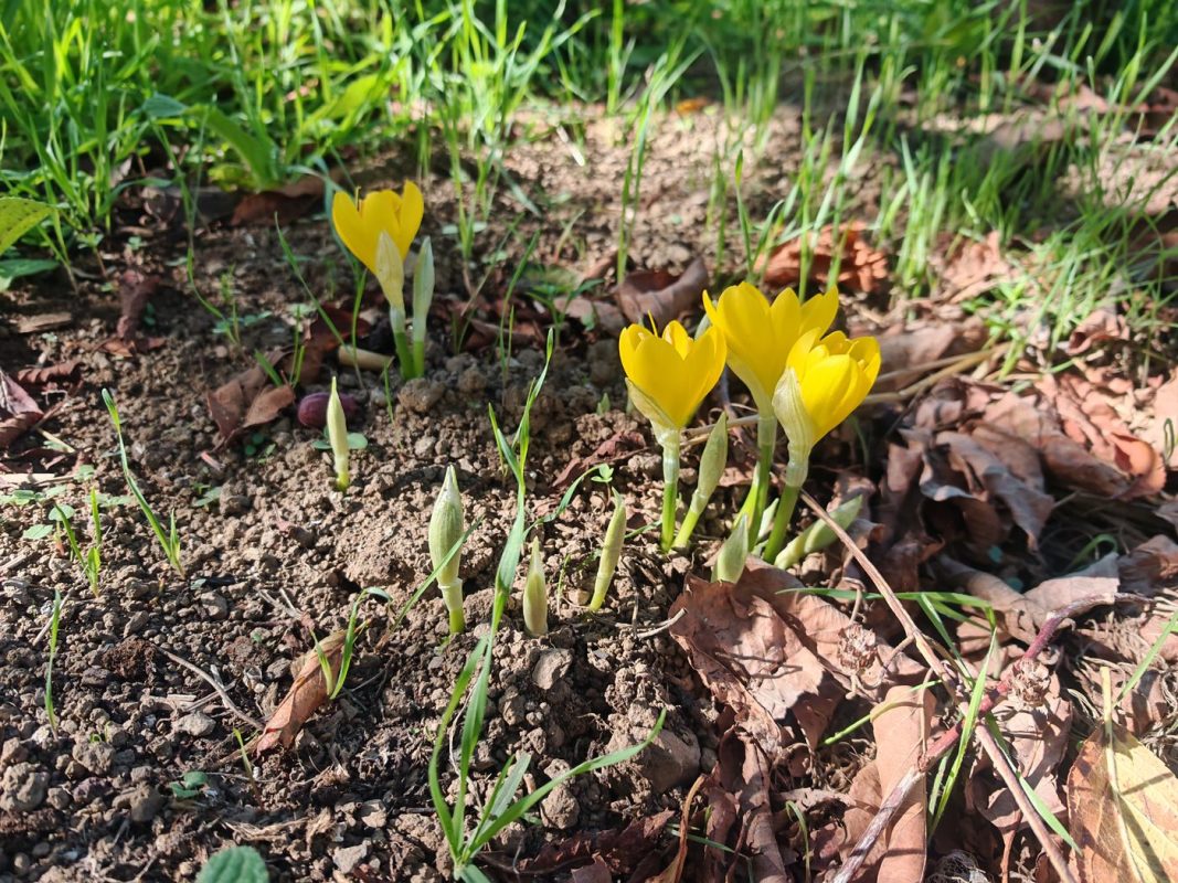 Crocus