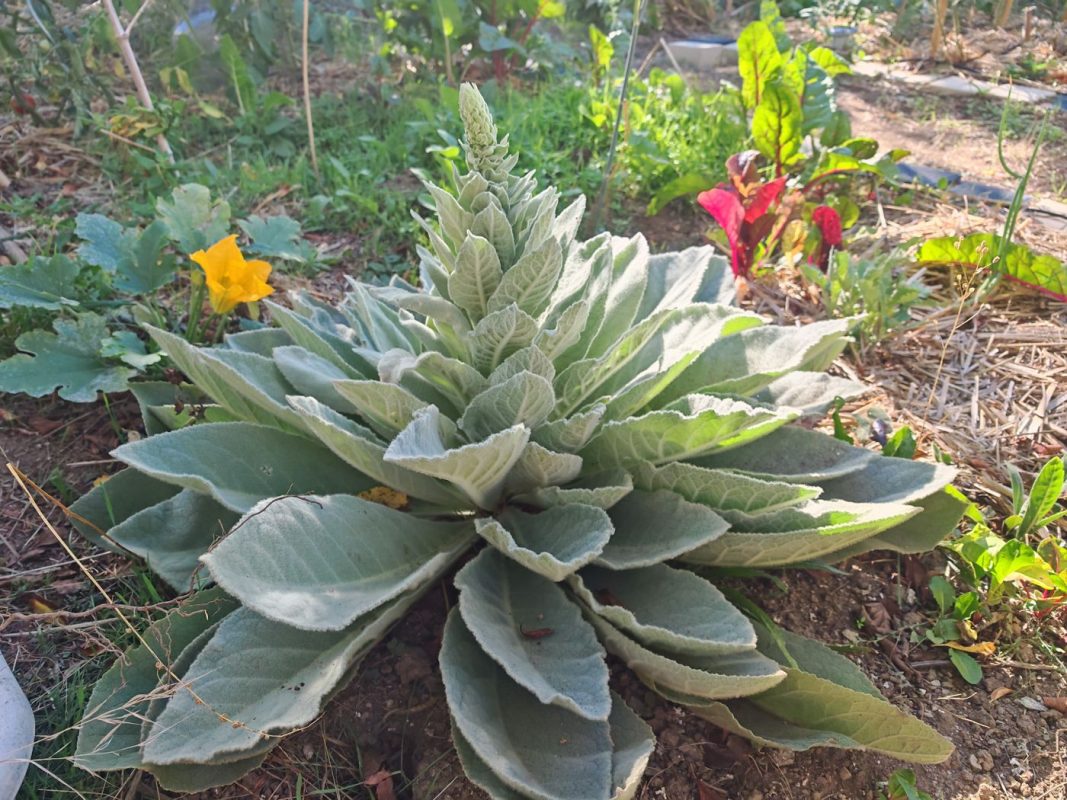 Bouillon blanc qui monte et fleur de courgette