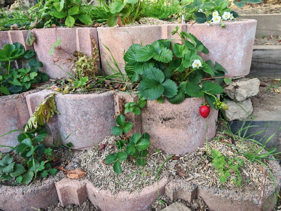 Fraises sur le nouveau muret