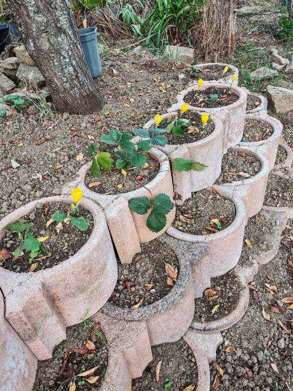 Aussitôt planté, aussitôt sorties