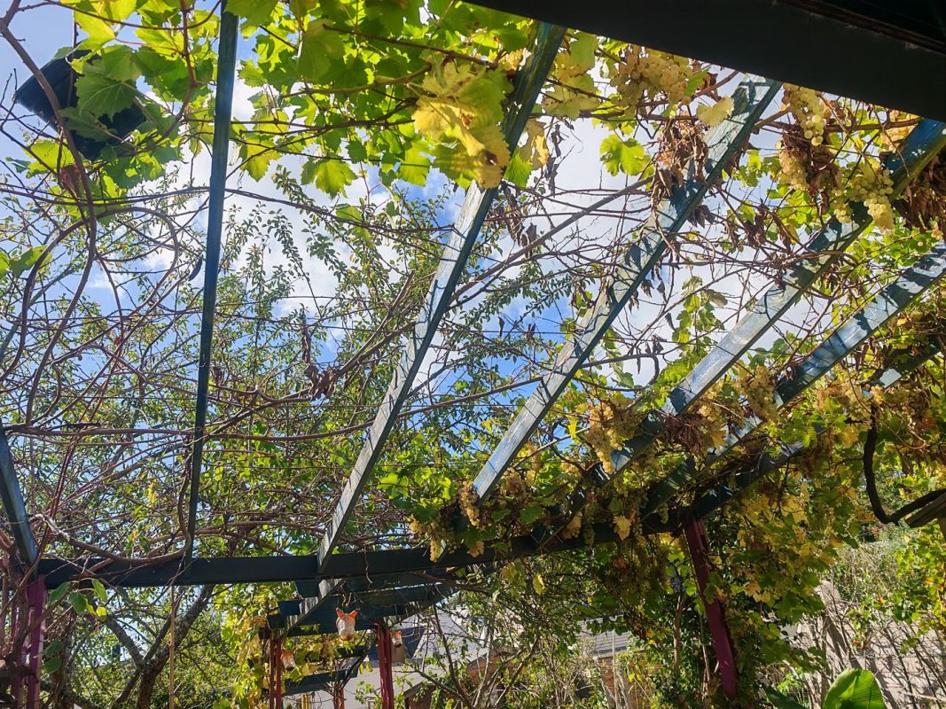 Kiwaï et vigne, l'un a résisté à l'été