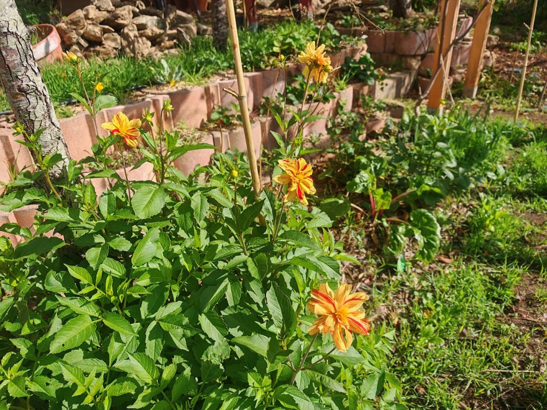 Dalhias 'Les sable d'Olonne' en fleurs