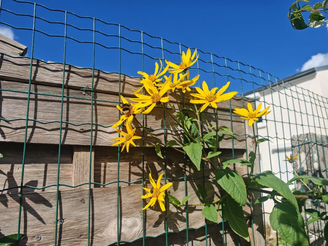 Fleurs d'héliantis