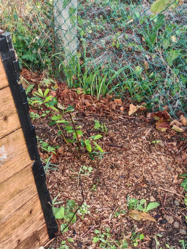 Le maté est bien reparti malgré son déplacement 3 mois après sa 1er plantation