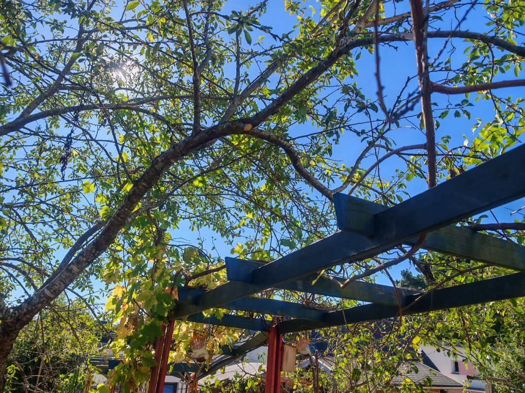 Taille des branche du prunier