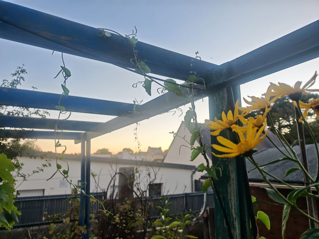 Fleurs de topinambour et liane de Madère