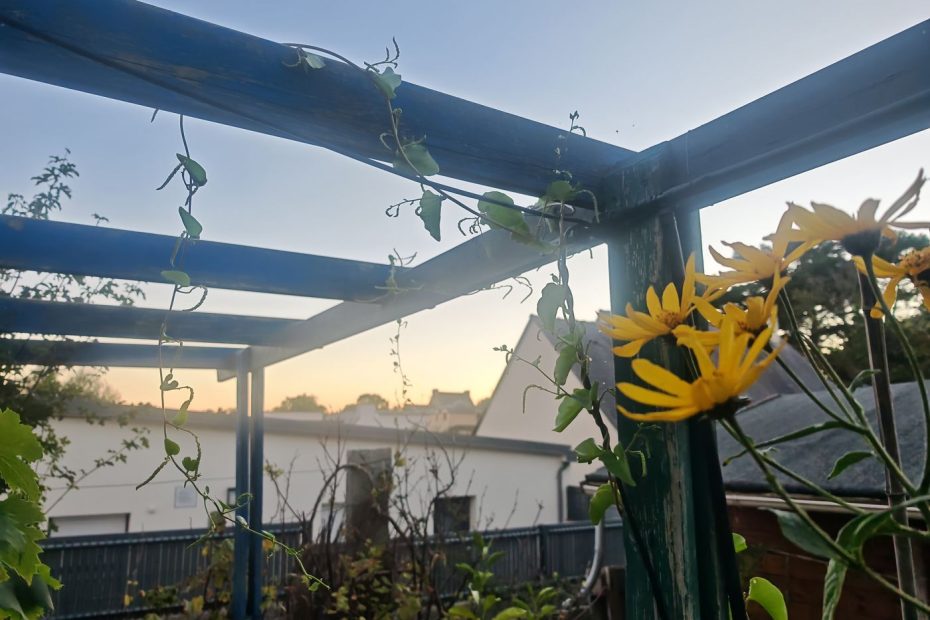 Fleurs de topinambour et liane de Madère