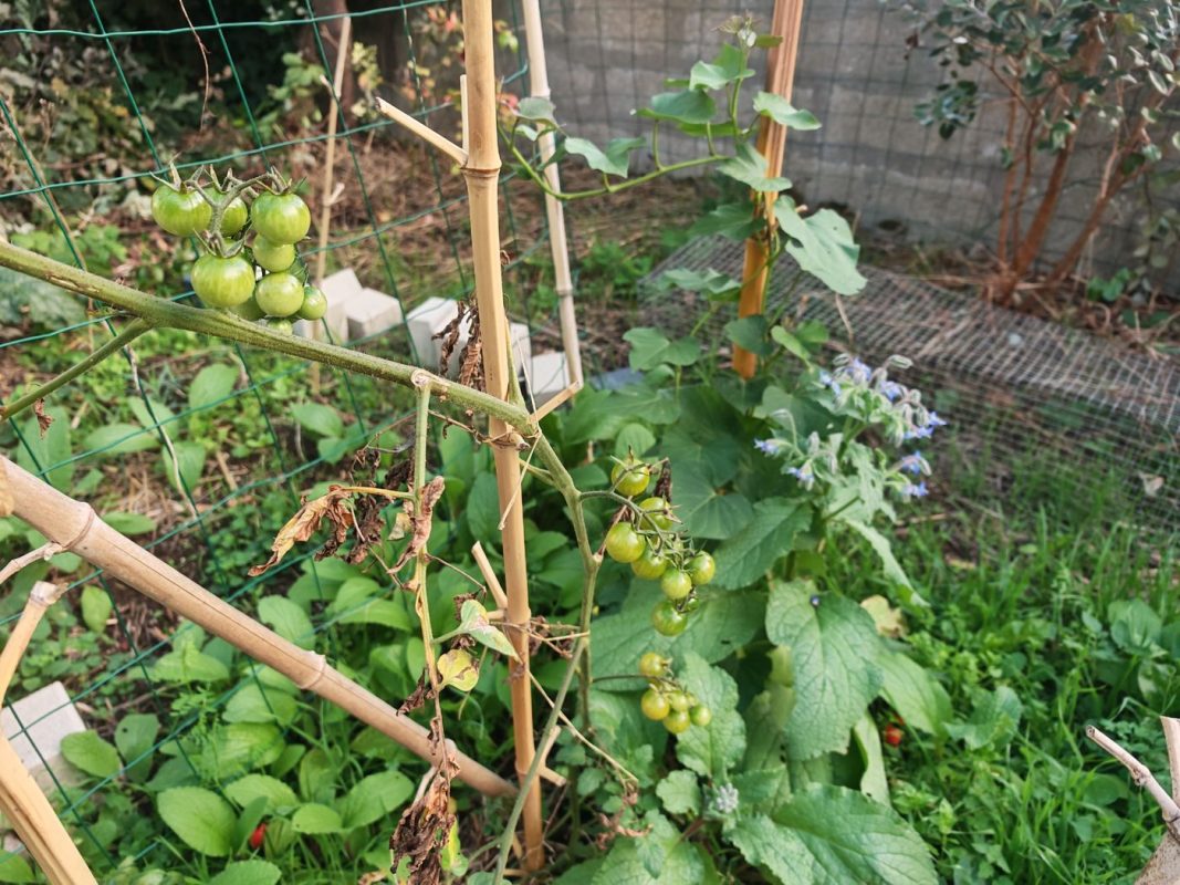 Il manque 1 ou 2 semaine pour les tomates