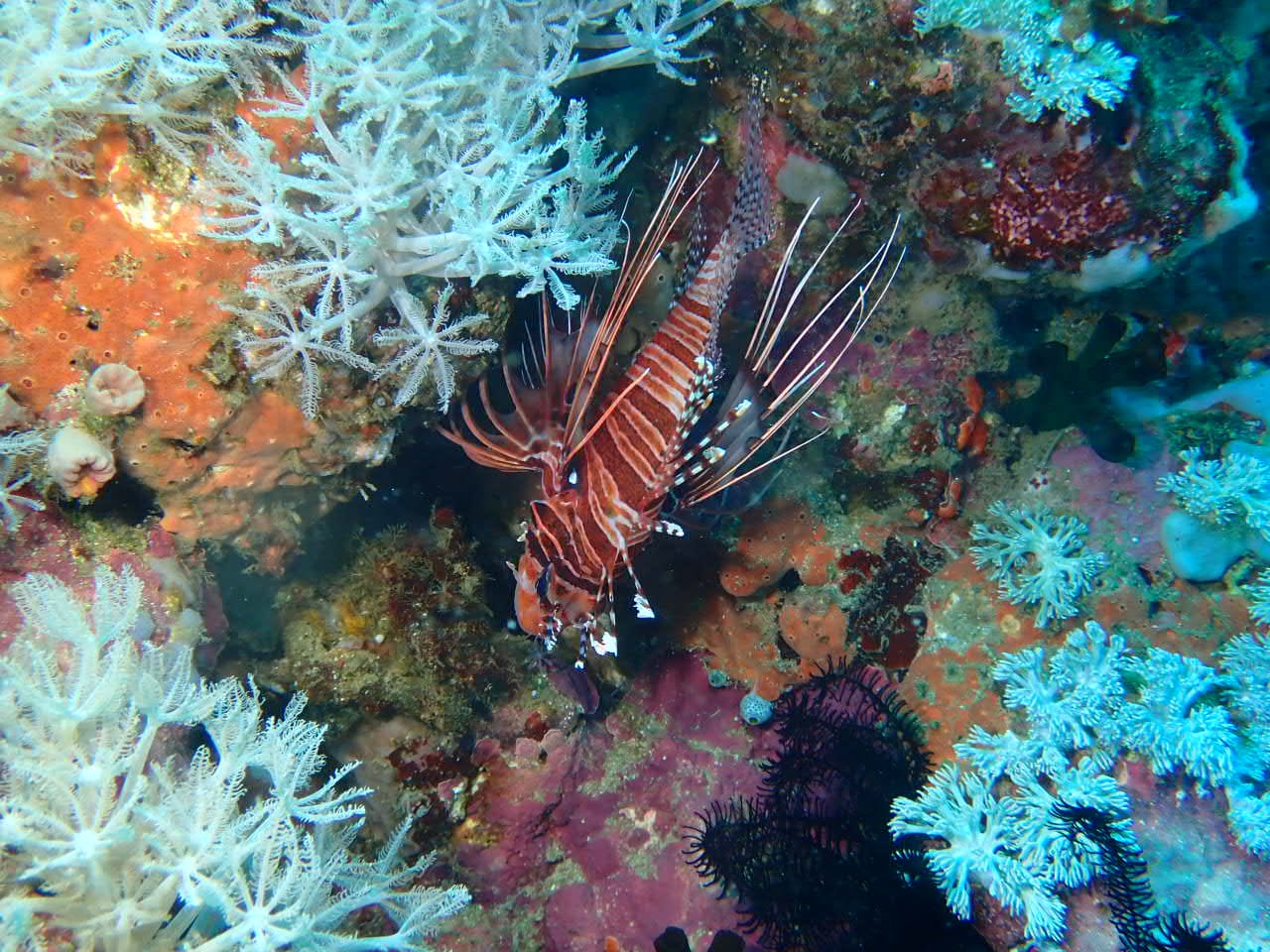 Poisson lion