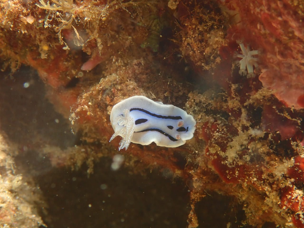 Nudibranche