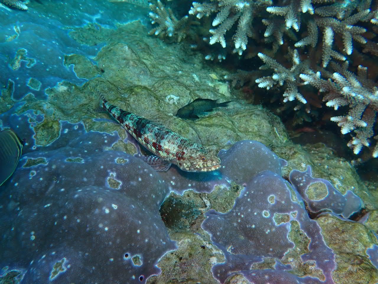 Poisson lézard
