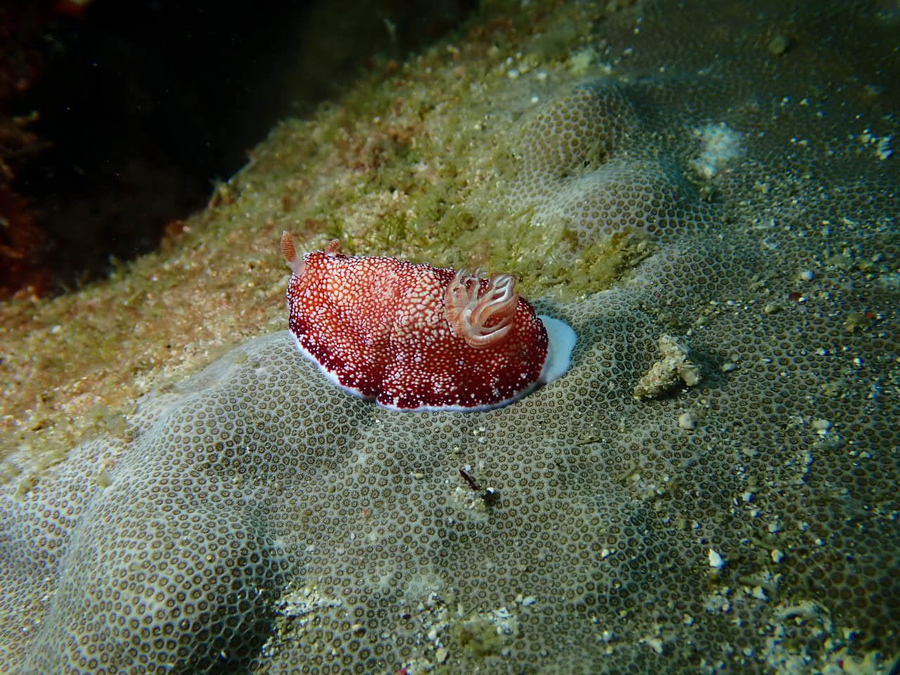Nudibranche