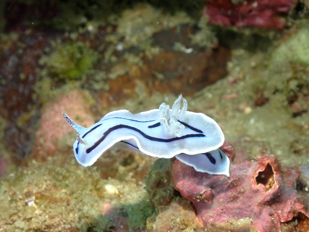 Nudibranche
