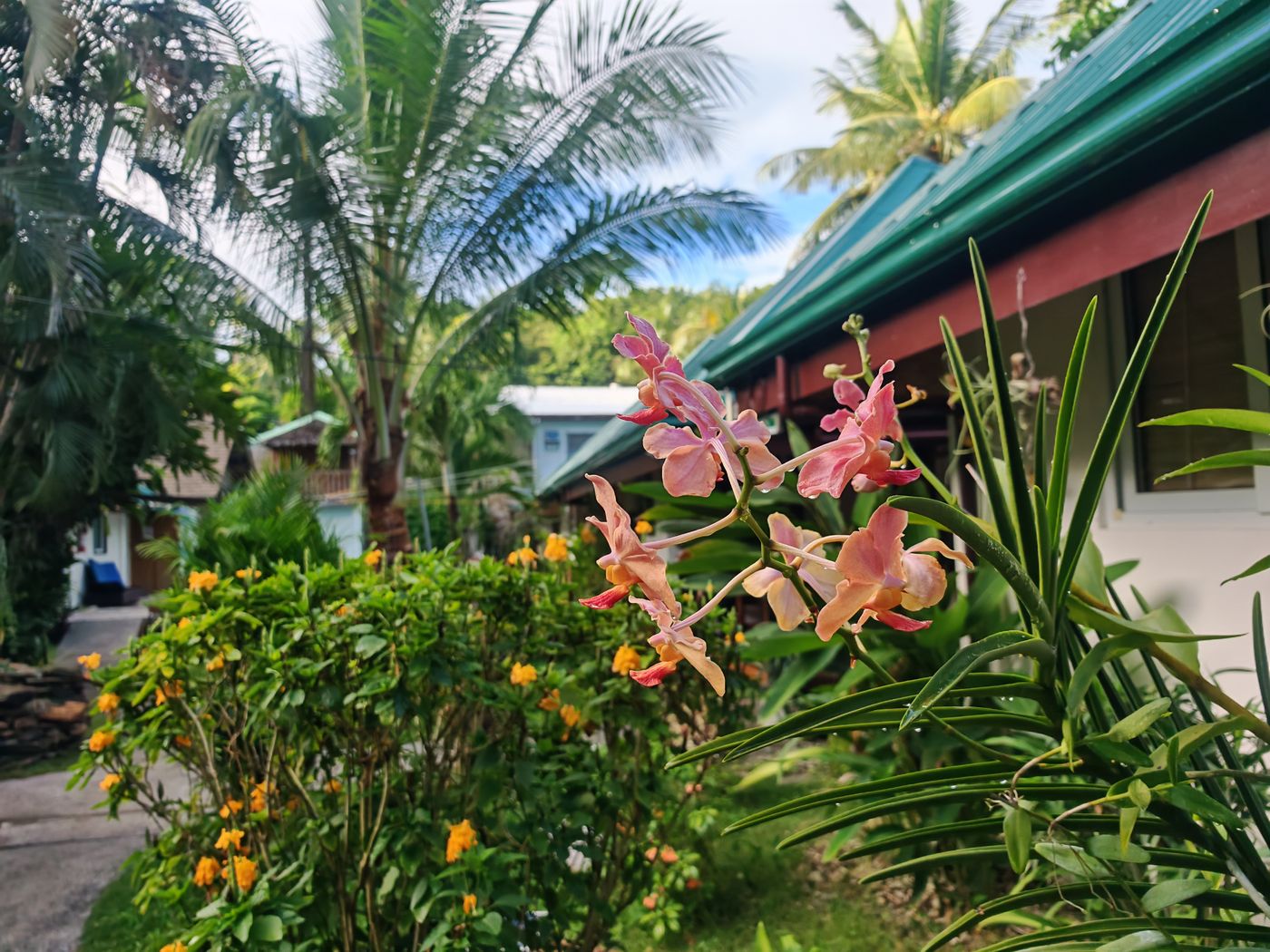 Orchidées