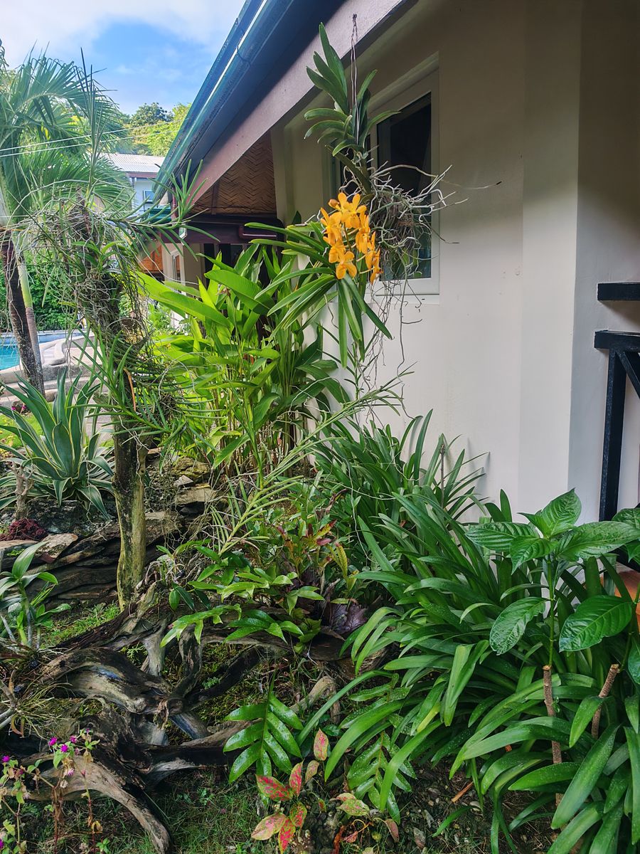 Orchidée et le jardin