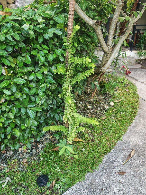 Partout des plantes bien installées !