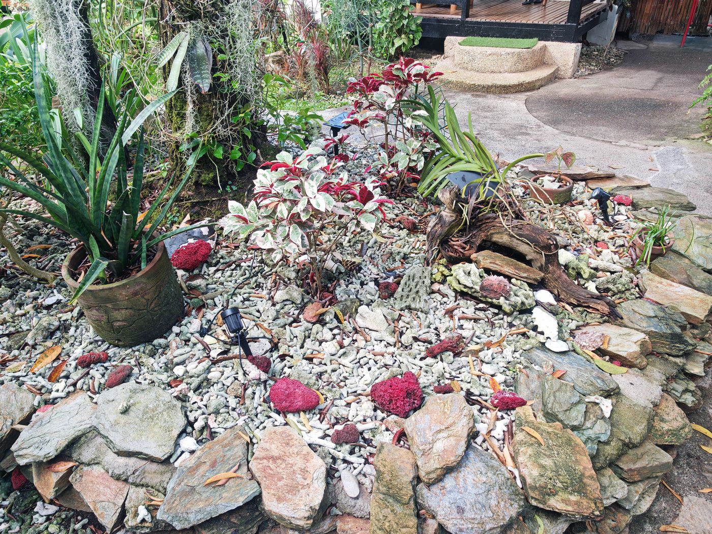 Bordure entre coraux et plantes