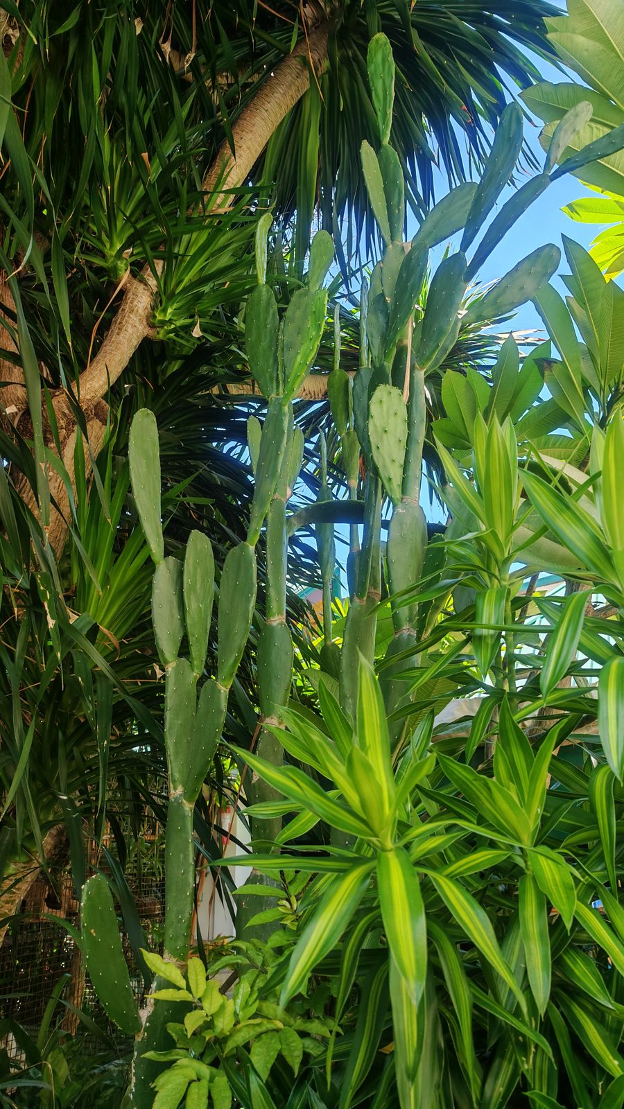 Yuccas et cactus