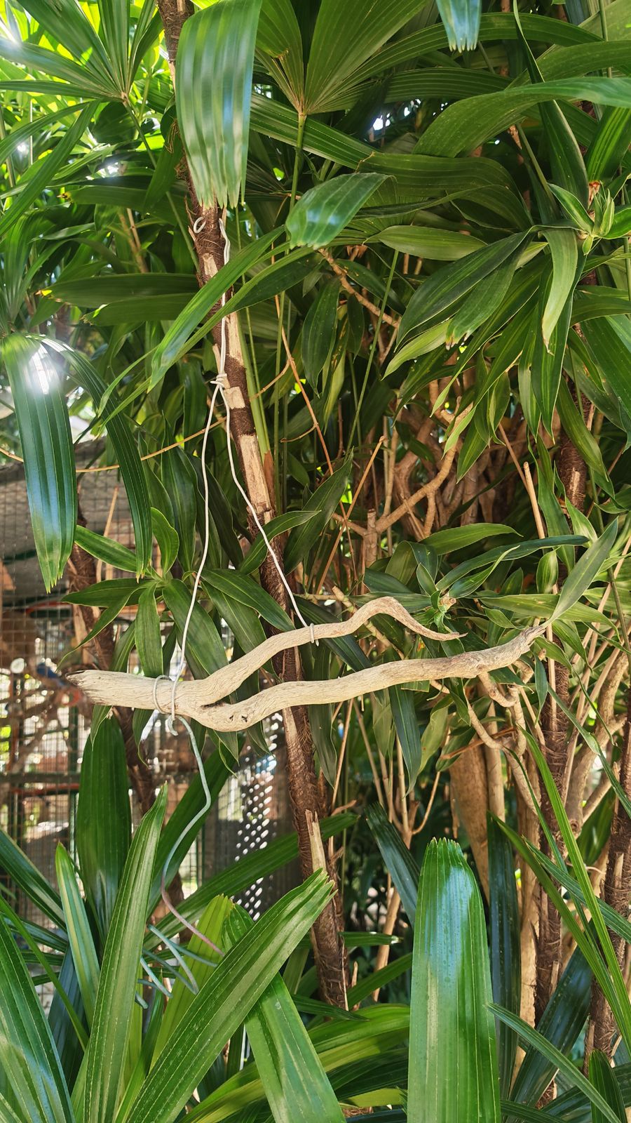 Déco sauvage
