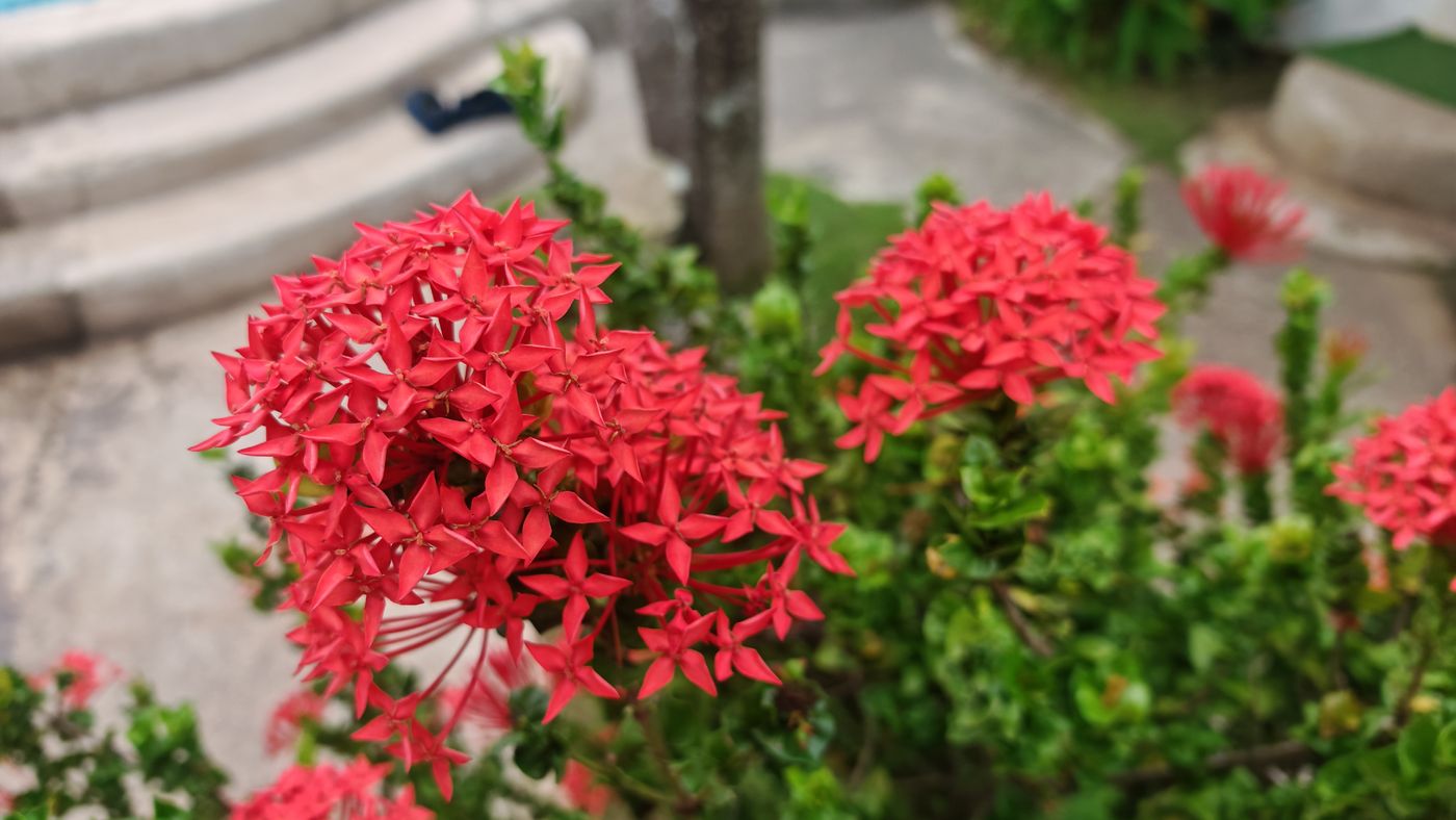Fleurs