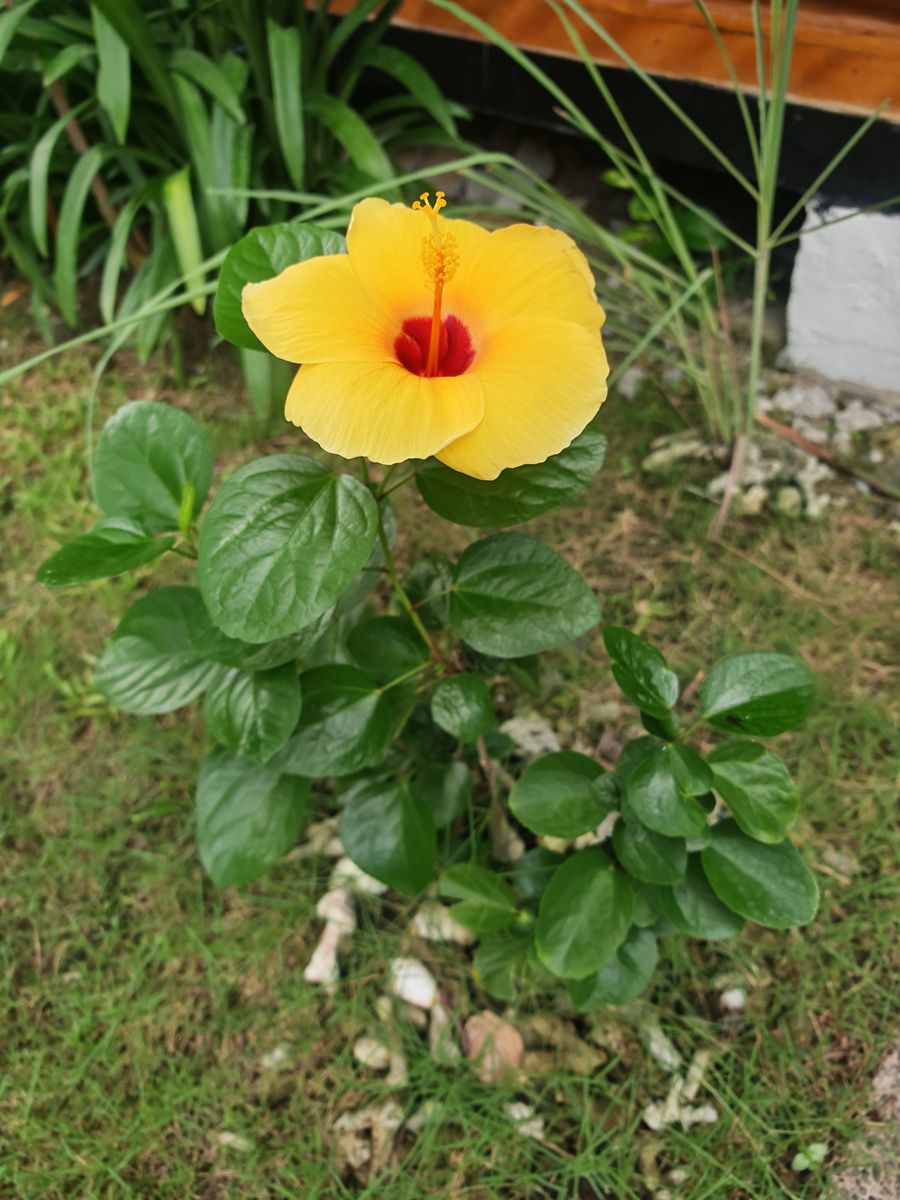 Fleur