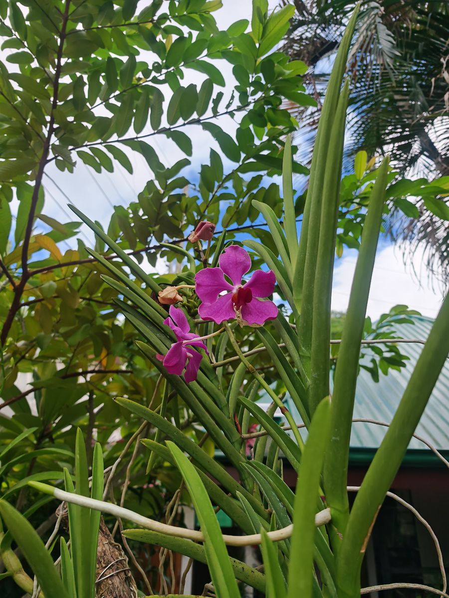 Encore des orchidées