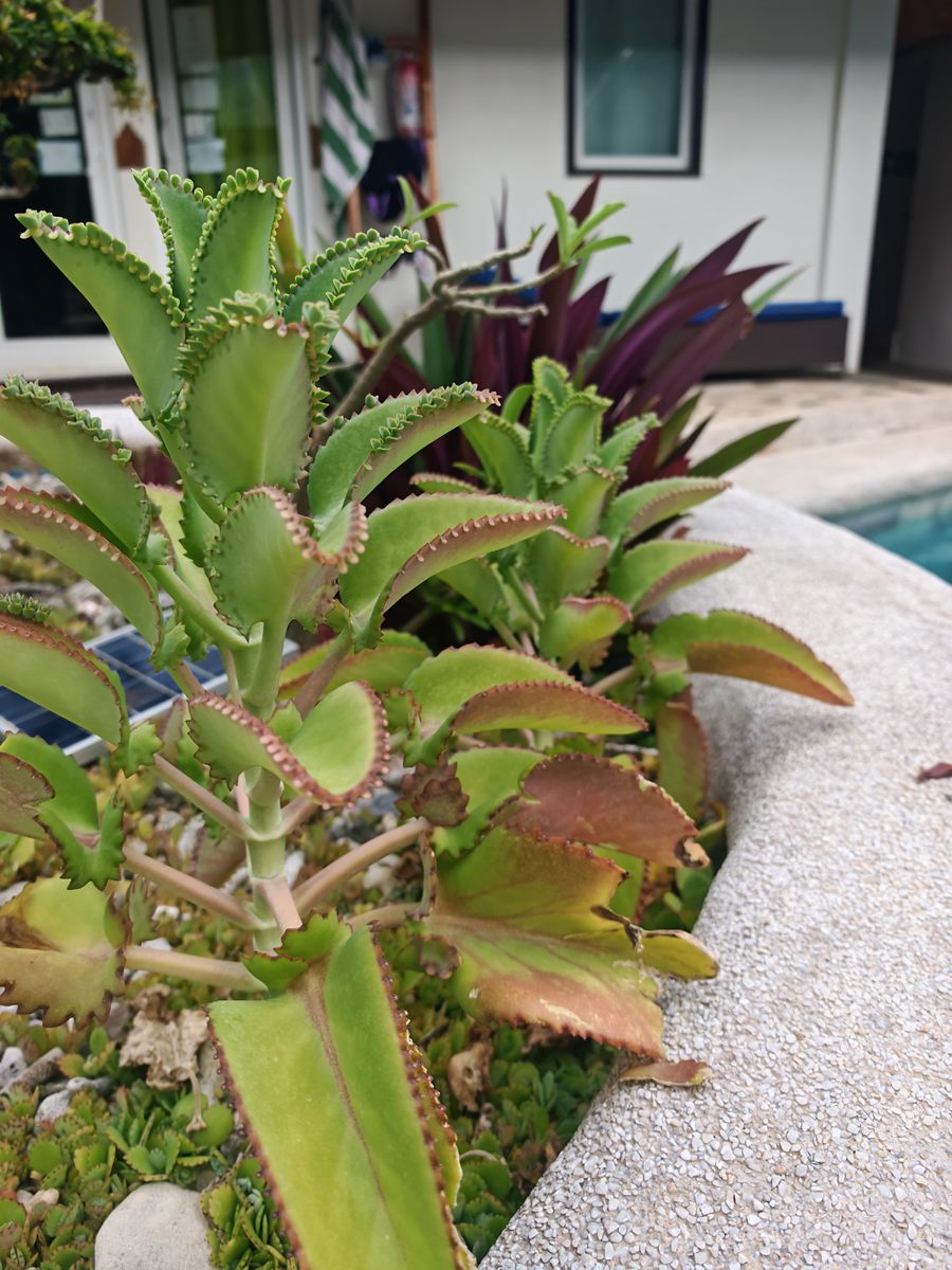 Bouquet ce verdure