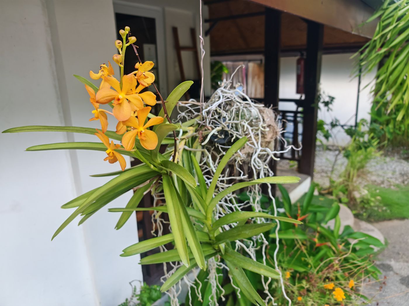 Encore des orchidées