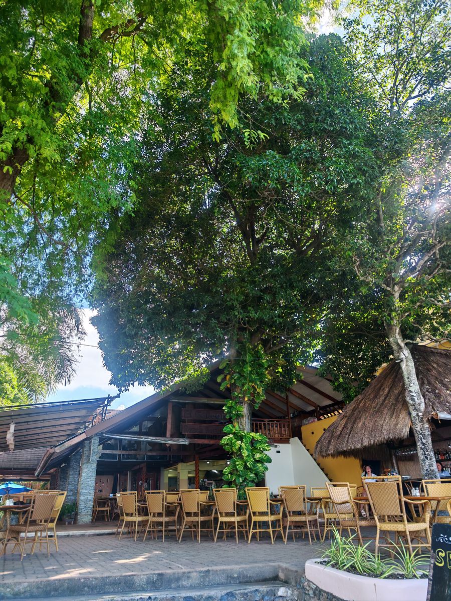 Philodendron autour d'un arbre à l'hôtel d'a coté