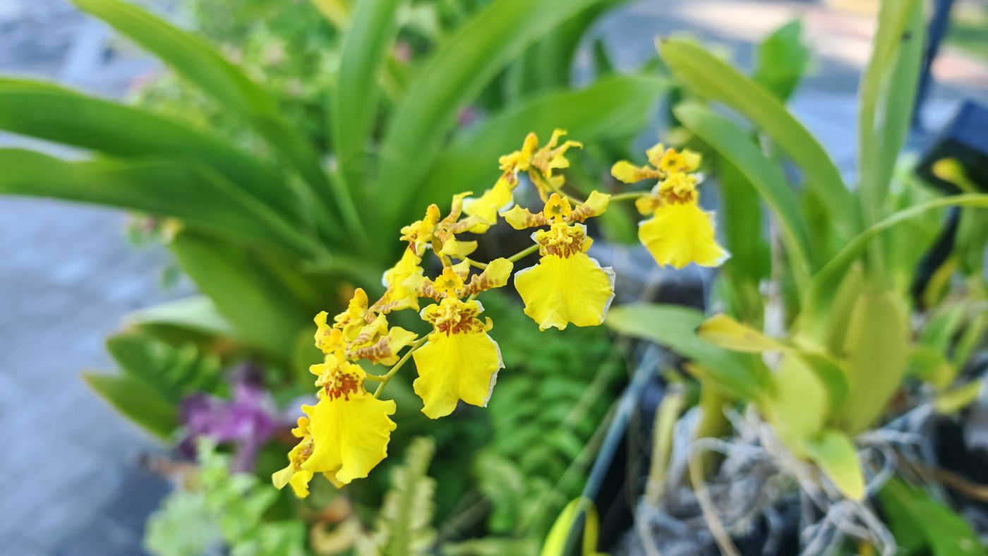 Ici aussi, des orchidées