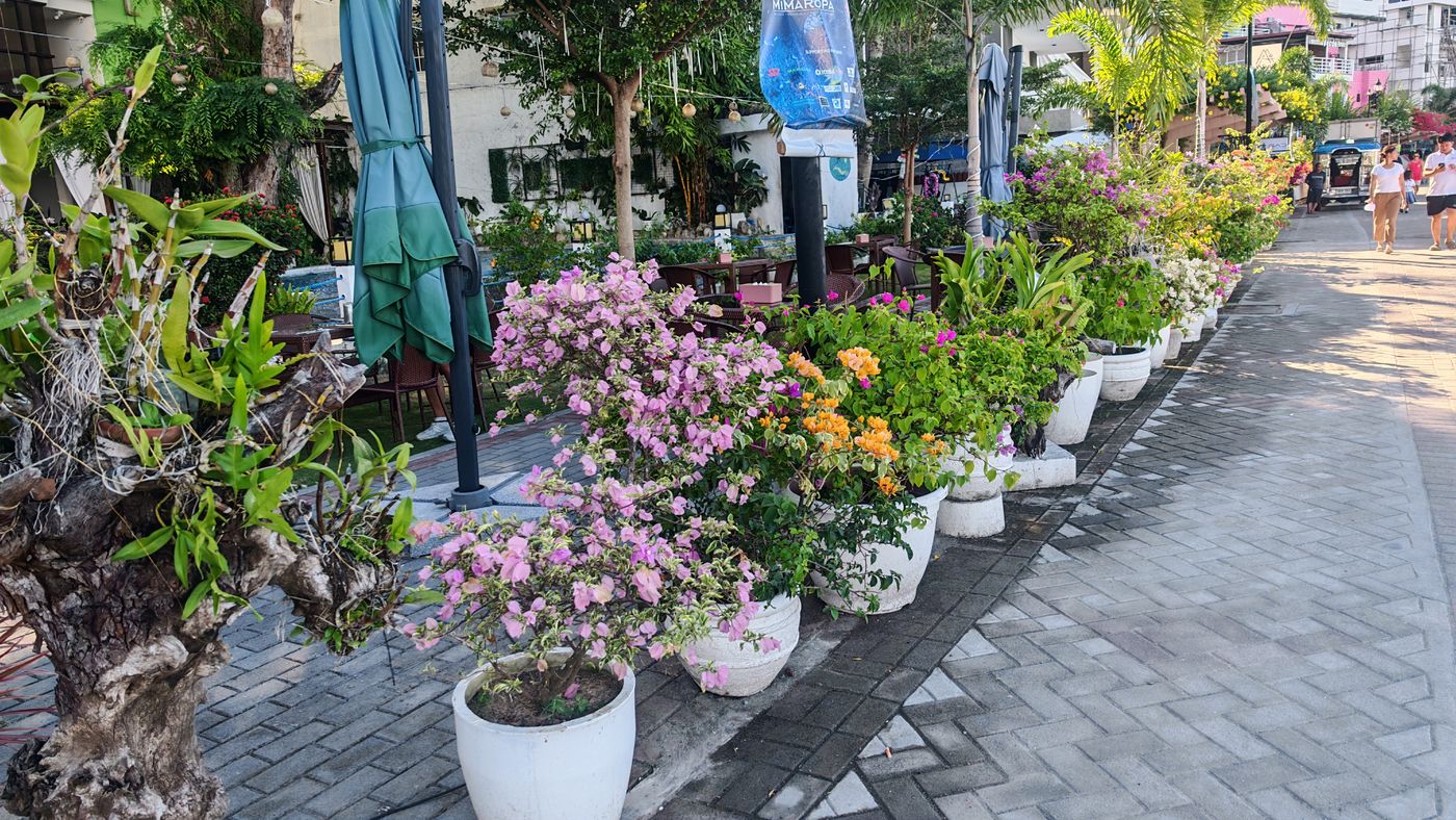 Bordure de terrasse en pots de plantes et fleurs