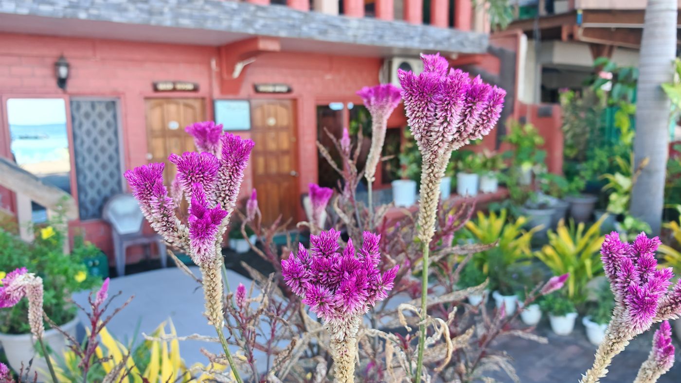 Etrange plantes